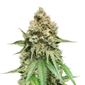 thumb of Northern Lights X Big Bud plant
