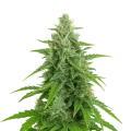 thumb of OG Kush Auto Plant