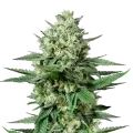 thumb of OG Kush CBD plant