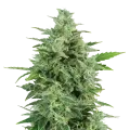 thumb of OG Kush plant