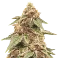 thumb of Outback OG Plant