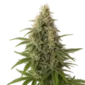 thumb of Peanut Butter Breath Auto Plant