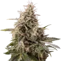 thumb of Peanut Butter Breath Plant