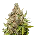 thumb of Pennywise plant