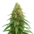 thumb of Pineapple Express Auto Plant