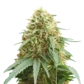 thumb of Pineapple Express plant