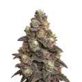 thumb of Pink Rozay Auto Plant