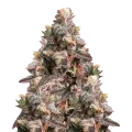 thumb of Pink Rozay Plant