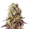 thumb of Pinkman Goo plant