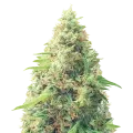 thumb of Pixie Dust Plant