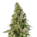 thumb of Platinum Cookies plant
