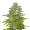 thumb of Power Kush plant