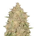 thumb of Pure Indica Plant