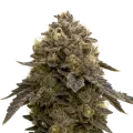 thumb of Purple Gelato Auto Plant