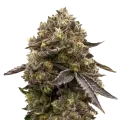 thumb of Purple Gelato Plant