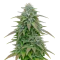 thumb of Purple Haze Auto Plant