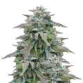 thumb of Purple Haze plant