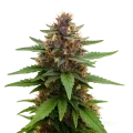 thumb of Purple Kush Auto Plant