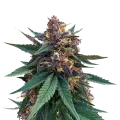 thumb of Purple Kush plant