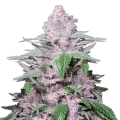 thumb of Purple Lemonade plant