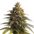 thumb of Plante de Purple Punch Auto