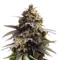 thumb of Purple Punch plant