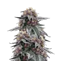 thumb of Purple Urkle plant