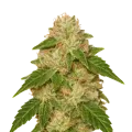 thumb of Plante de Rainbow Auto