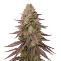 thumb of Red Devil Auto Plant