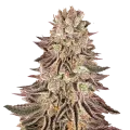 thumb of Red Devil Plant