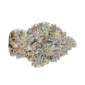 thumb of RS11 Rainbow Sherbert Bud