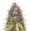 thumb of RS11 Rainbow Sherbert 11 Plante