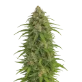 thumb of Plante de Runtz Auto