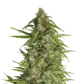 thumb of Runtz plant