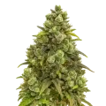 thumb of Plante de Sexxpot Auto