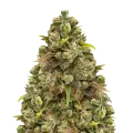 thumb of Sexxpot plant