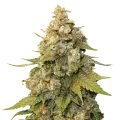thumb of Shiskaberry Plant