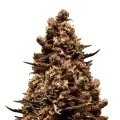 thumb of Sirius Black plant
