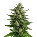 thumb of Skywalker OG Auto Plant