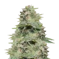thumb of Sleepy Joe Plant