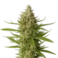 thumb of Snoop Dogg OG Plant