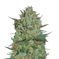thumb of Snow White plant