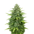 thumb of Sour Diesel Auto Plant
