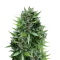 thumb of Sour Diesel plant