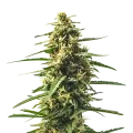 thumb of Sour Tsunami CBD plant
