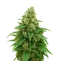 thumb of Stardawg Auto Plant