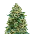 thumb of Stardawg plant