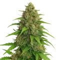 thumb of Plante de Strawberry Banana Auto