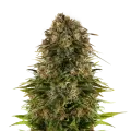 thumb of Strawberry CBD plant