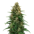 thumb of Strawberry Cough Auto Pflanze